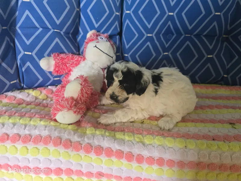 Truffle 1  – Poodle - Toy  puppy for sale in Silver Spring, MD