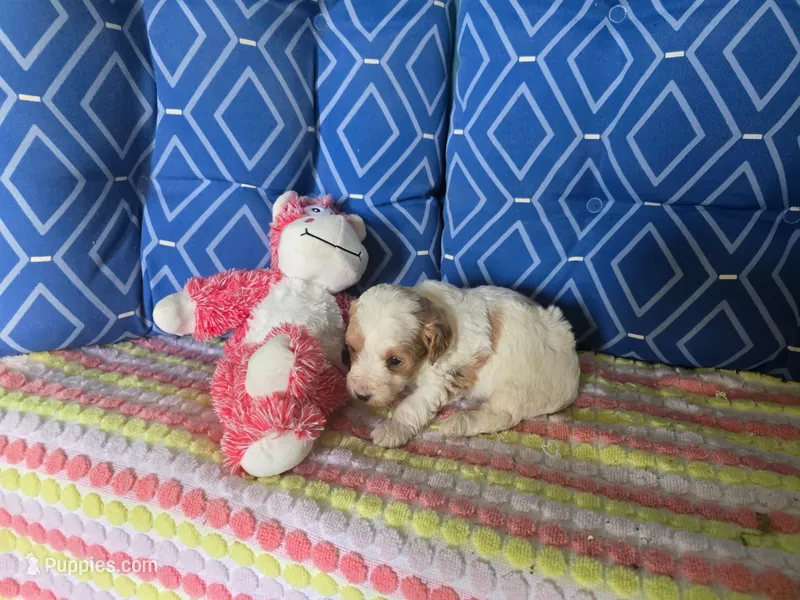 Tif 1 – Poodle - Toy  puppy for sale in Silver Spring, MD