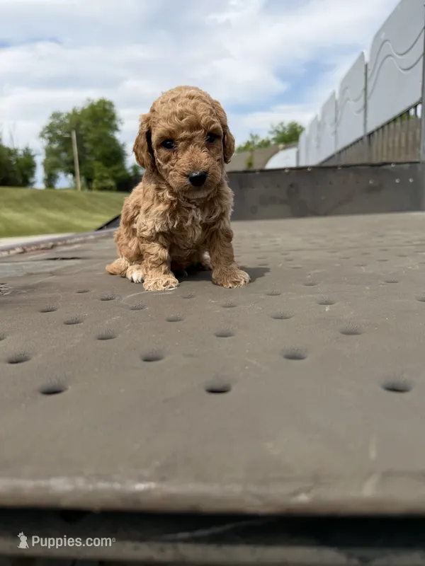 Amazing  – Poodle - Toy  puppy for sale in Silver Spring, MD