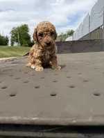 Amazing , a female Poodle - Toy  for sale in Silver Spring, MD – 1 of 3