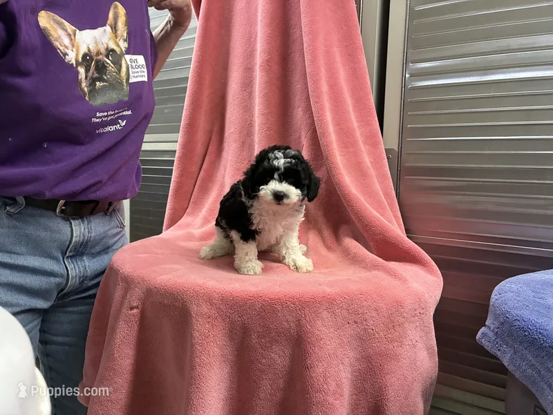 Oreo1 – Poodle - Toy  puppy for sale in Silver Spring, MD