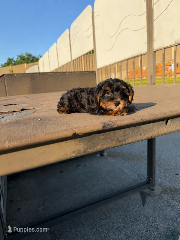 Jada t – Yorkshire Terrier puppy for sale in Silver Spring, MD