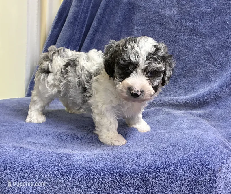 Truffle 1 blue eyes – Poodle - Toy  puppy for sale in Silver Spring, MD