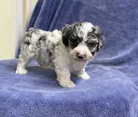 Truffle 1 blue eyes, a male Poodle - Toy  for sale in Silver Spring, MD – 1 of 1