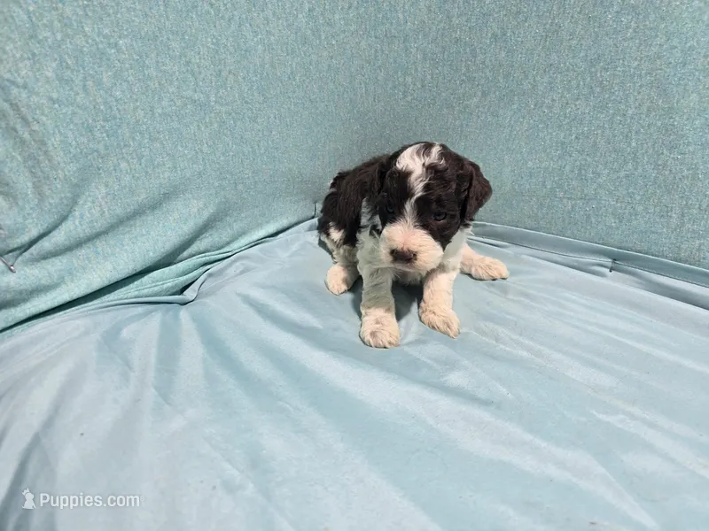 Chocolate coco – Poodle - Toy  puppy for sale in Silver Spring, MD