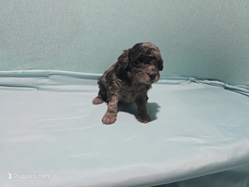 Francis – Poodle - Toy  puppy for sale in Silver Spring, MD