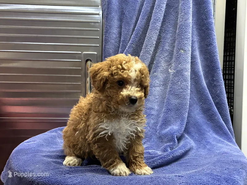 Cay1 – Poodle - Toy  puppy for sale in Silver Spring, MD