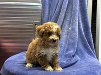 Cay1, a male Poodle - Toy  for sale in Silver Spring, MD – 1 of 1
