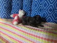 Cast1, a female Poodle - Toy  for sale in Silver Spring, MD – 1 of 1