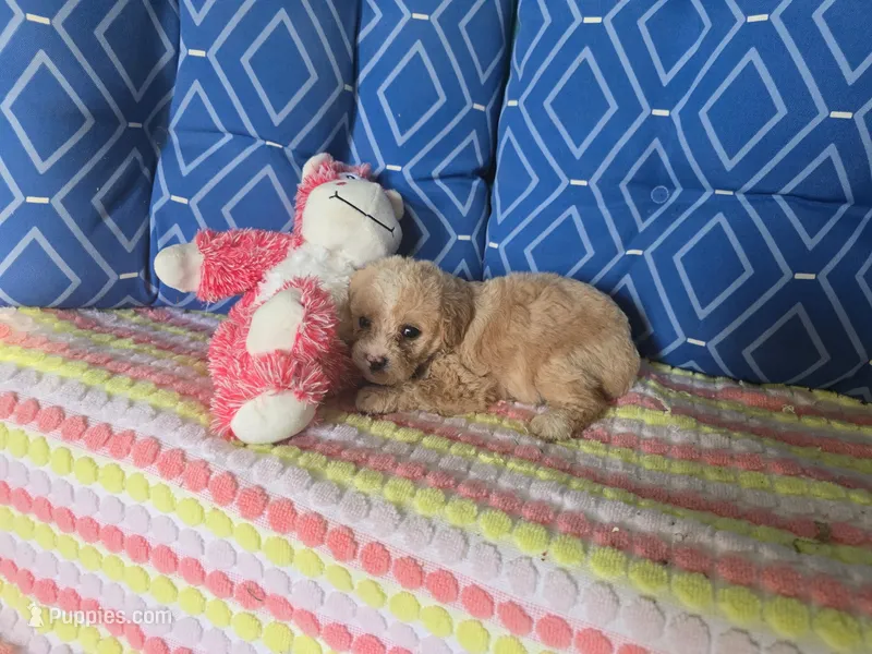Caffeine 1 – Poodle - Toy  puppy for sale in Silver Spring, MD