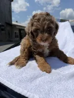 Cava, a female Cavapoo for sale in Silver Spring, MD – 2 of 2