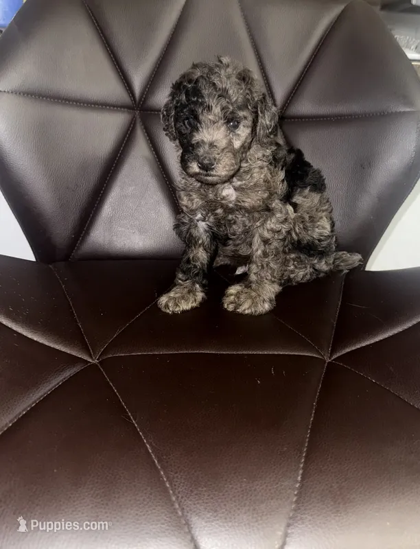Francis – Poodle - Toy  puppy for sale in Silver Spring, MD