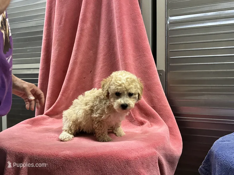 Caliy1 – Poodle - Toy  puppy for sale in Silver Spring, MD
