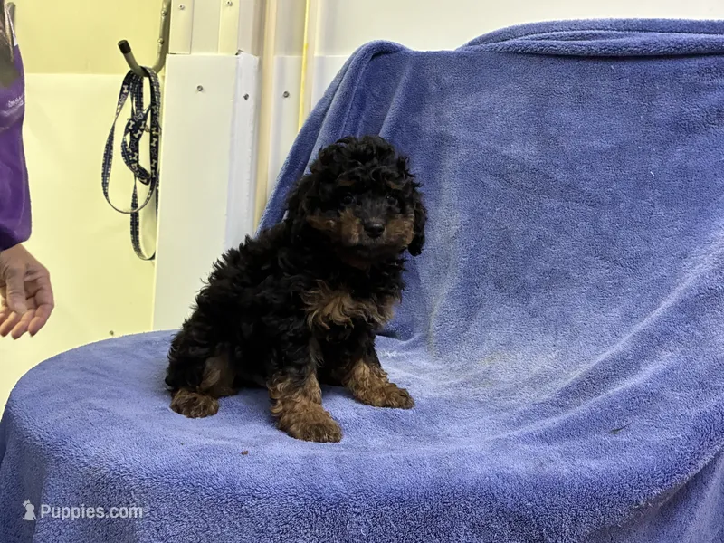 Tom 1 – Poodle - Toy  puppy for sale in Silver Spring, MD
