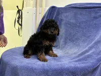 Tom 1, a male Poodle - Toy  for sale in Silver Spring, MD – 1 of 1