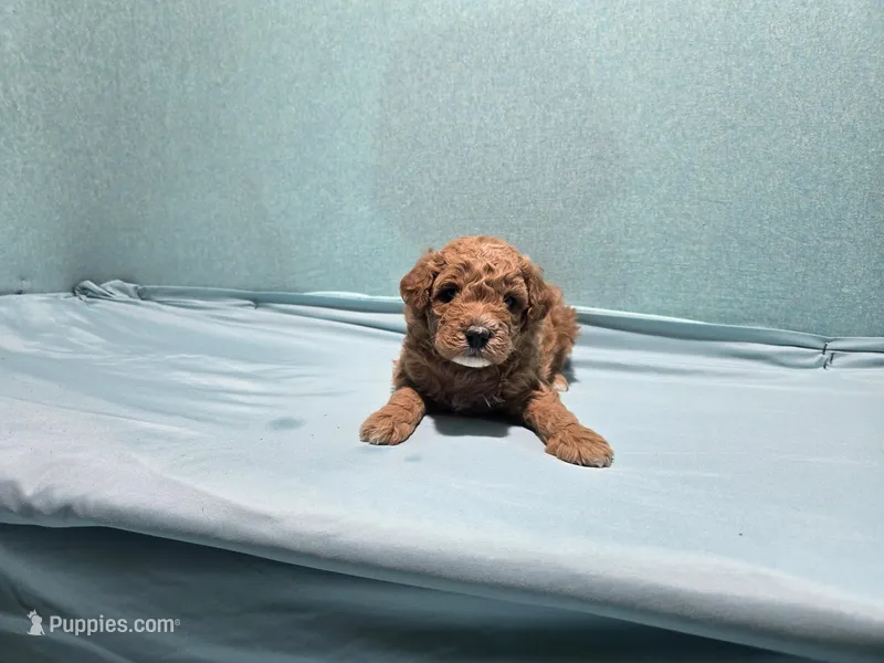 Katie – Poodle - Toy  puppy for sale in Silver Spring, MD