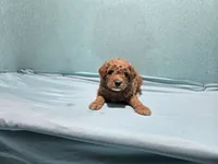 Katie, a female Poodle - Toy  for sale in Silver Spring, MD – 1 of 1