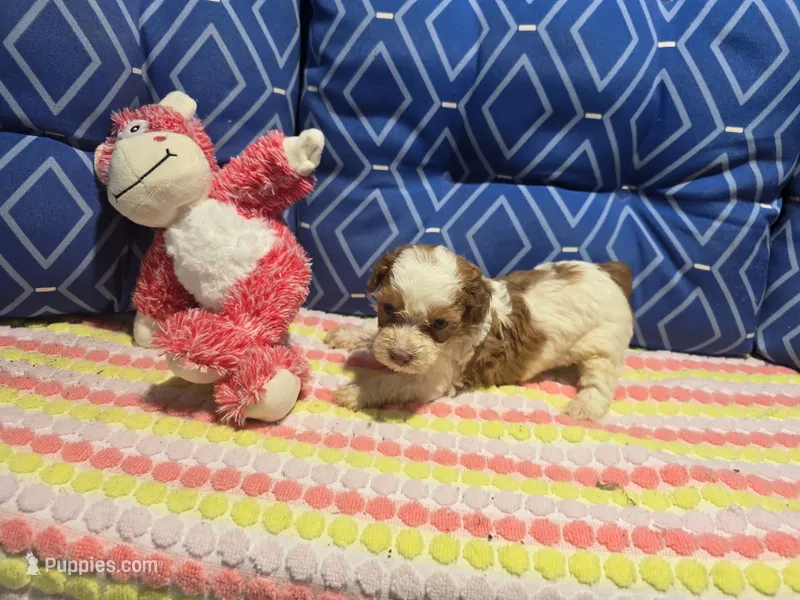 Oreo1 – Poodle - Toy  puppy for sale in Silver Spring, MD