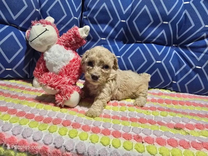 Oter1 – Poodle - Toy  puppy for sale in Silver Spring, MD