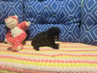 Trey 1, a male Poodle - Toy  for sale in Silver Spring, MD – 1 of 1