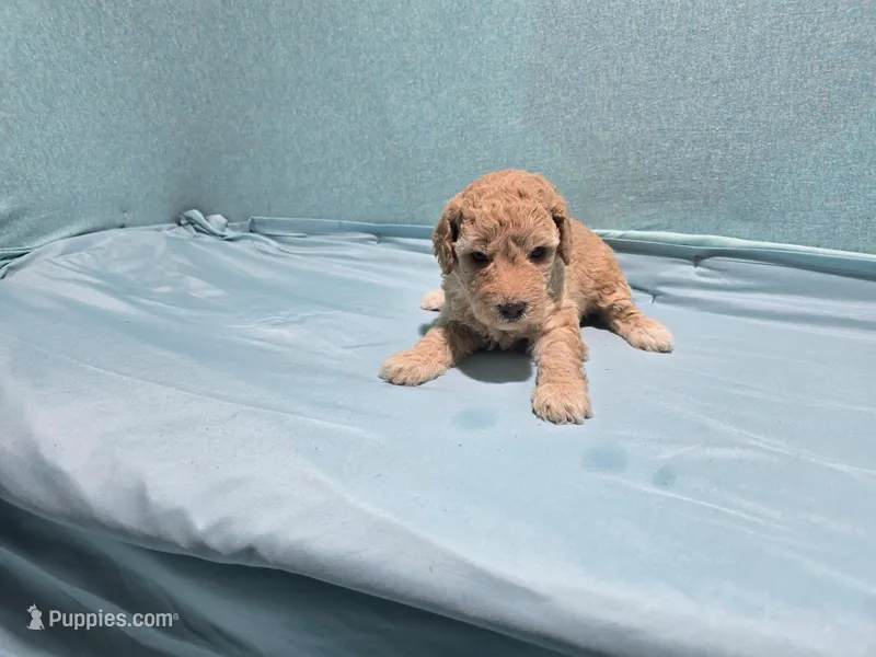Hailey – Poodle - Toy  puppy for sale in Silver Spring, MD