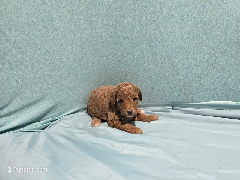 Amazing  – Poodle - Toy  puppy for sale in Silver Spring, MD