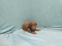Amazing , a female Poodle - Toy  for sale in Silver Spring, MD – 1 of 1