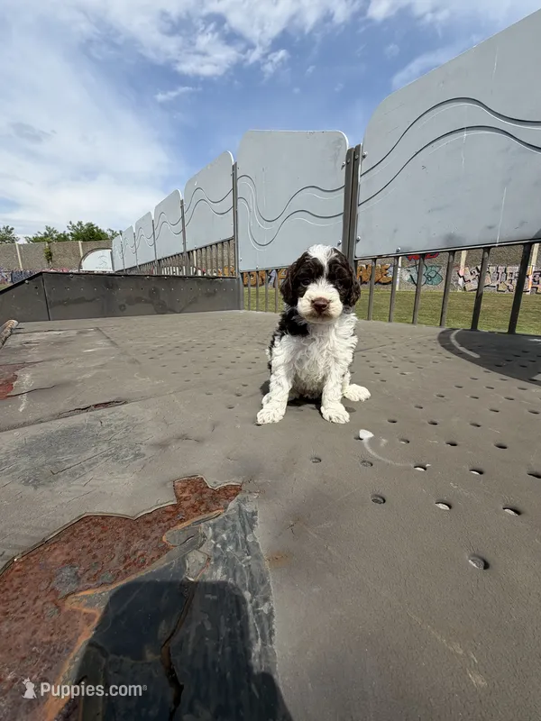 Chocolate coco – Poodle - Toy  puppy for sale in Silver Spring, MD