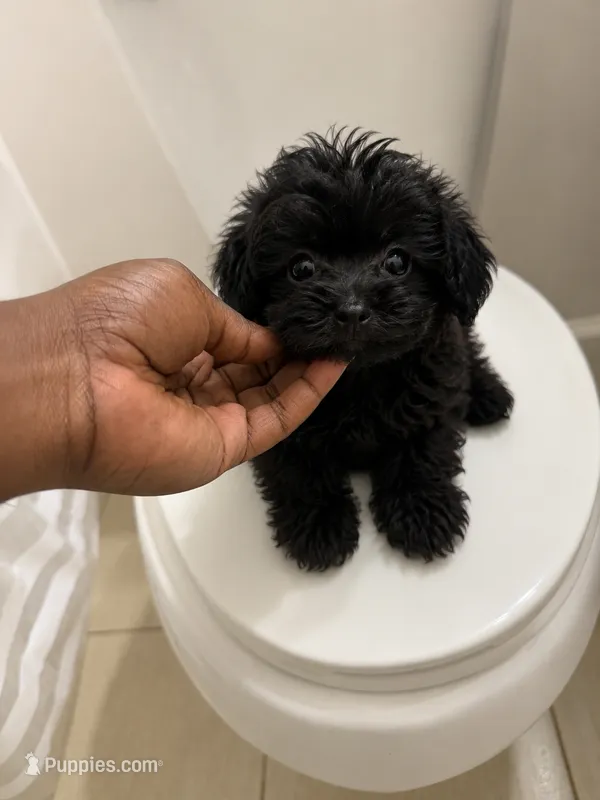 Kevin tee – Poodle - Toy  puppy for sale in Silver Spring, MD