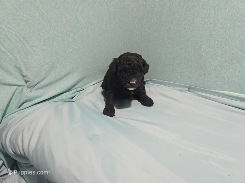 Princesses  – Poodle - Toy  puppy for sale in Silver Spring, MD
