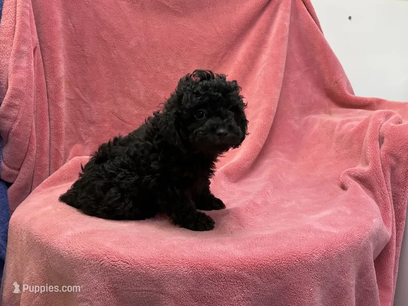 Tammy 1 – Poodle - Toy  puppy for sale in Silver Spring, MD