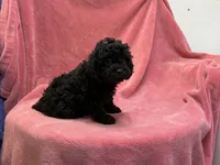 Tammy 1, a female Poodle - Toy  for sale in Silver Spring, MD – 1 of 1