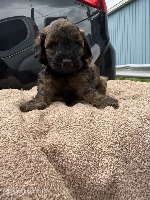 Oter1 – Poodle - Toy  puppy for sale in Silver Spring, MD