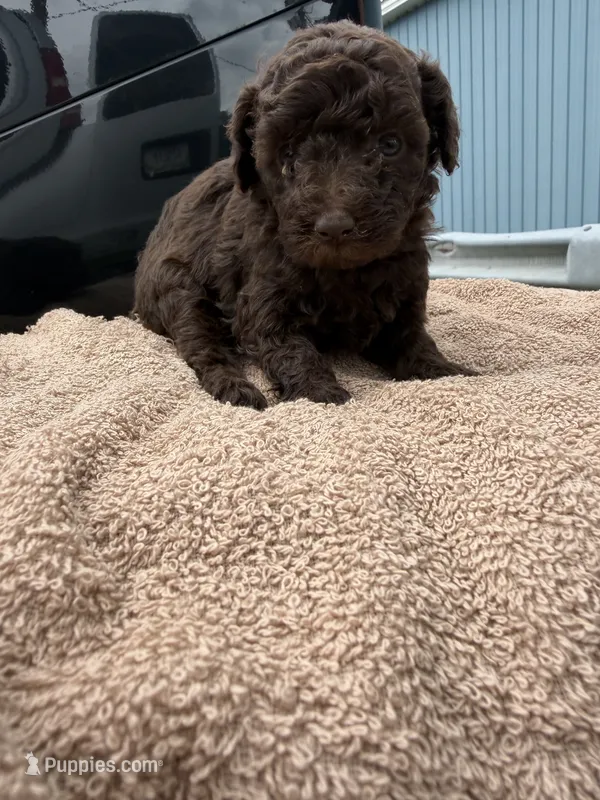 Sonny – Poodle - Toy  puppy for sale in Silver Spring, MD