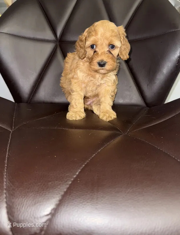 Lonnie – Cavapoo puppy for sale in Silver Spring, MD