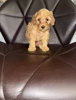 Lonnie, a male Cavapoo for sale in Silver Spring, MD – 1 of 2