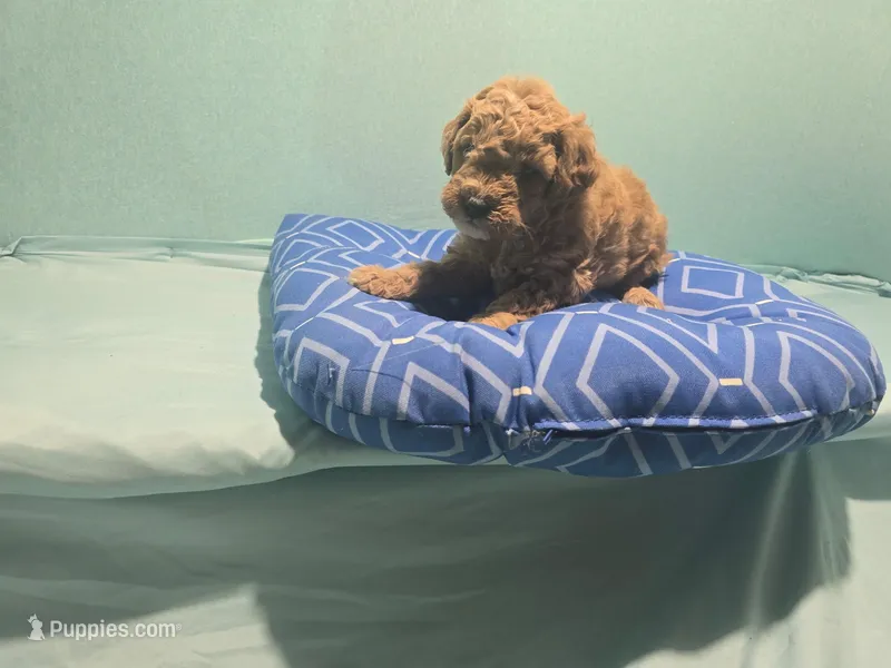 Boston  – Poodle - Toy  puppy for sale in Silver Spring, MD