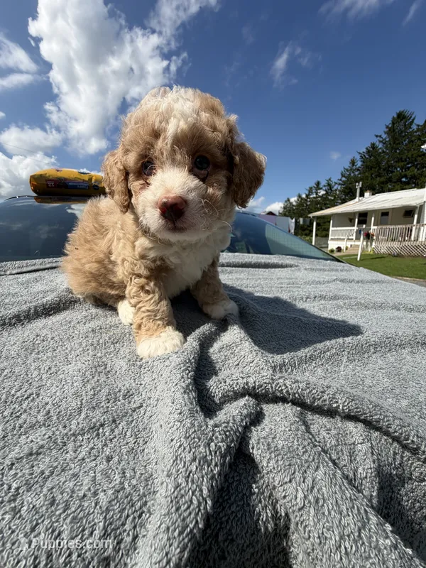 Sophie blue eyes  – Poodle - Toy  puppy for sale in Silver Spring, MD