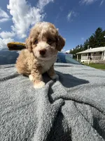Sophie blue eyes , a female Poodle - Toy  for sale in Silver Spring, MD – 1 of 1