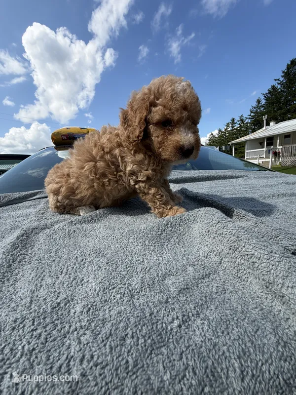 Brandon jay  – Poodle - Toy  puppy for sale in Silver Spring, MD