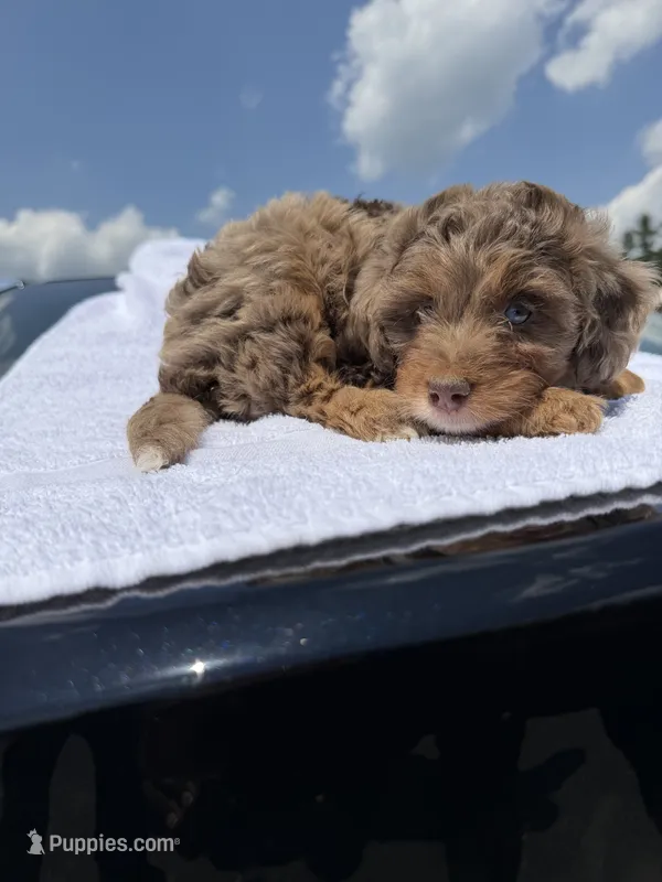Cava – Cavapoo puppy for sale in Silver Spring, MD