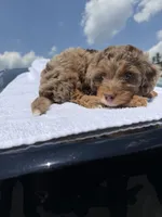 Cava, a female Cavapoo for sale in Silver Spring, MD – 1 of 2