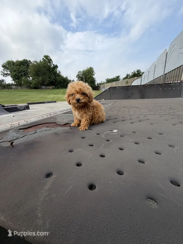Sonny – Poodle - Toy  puppy for sale in Silver Spring, MD
