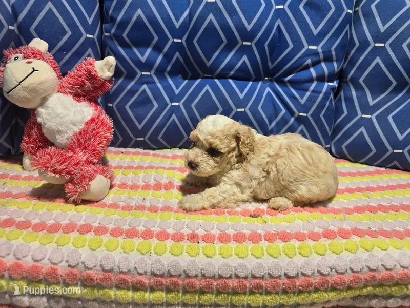 Obey 2 – Poodle - Toy  puppy for sale in Silver Spring, MD