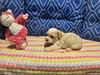 Obey 2, a male Poodle - Toy  for sale in Silver Spring, MD – 1 of 1