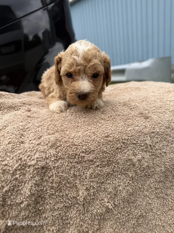 Oreo1 – Poodle - Toy  puppy for sale in Silver Spring, MD