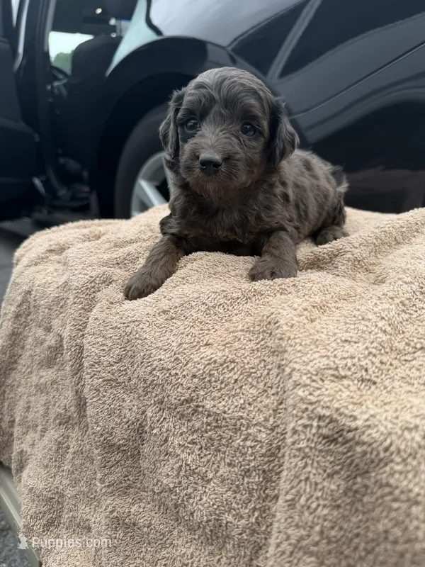 Caffeine 1 – Poodle - Toy  puppy for sale in Silver Spring, MD