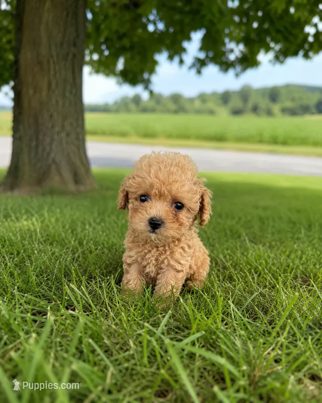 Sunshine  – Poodle - Toy  puppy for sale in Silver Spring, MD