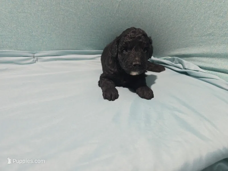 Betty  – Poodle - Toy  puppy for sale in Silver Spring, MD