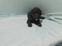 Betty , a female Poodle - Toy  for sale in Silver Spring, MD – 1 of 1